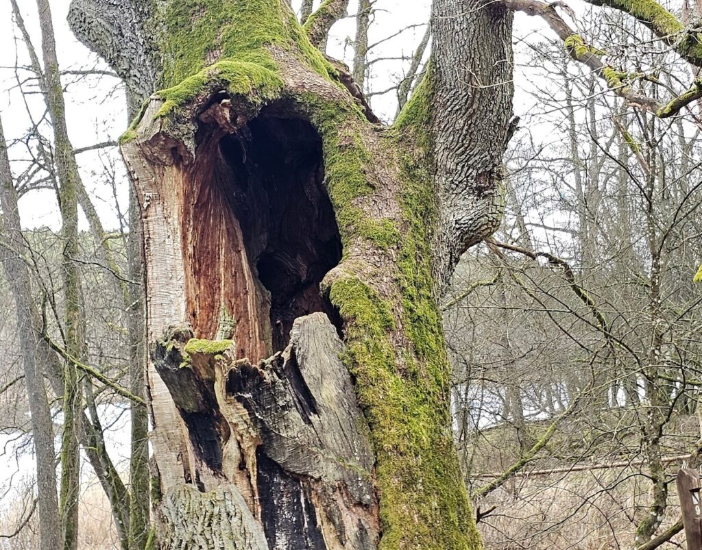 Dąb Bartuś